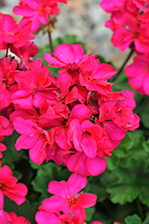 Moxie! Violet Geranium (Pelargonium 'Moxie! Violet') at Lakeshore Garden Centres