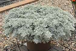 FanciFillers Sea Salt Artemesia (Artemisia 'Wesartfafisesa') at Peter Knippel Garden Centre