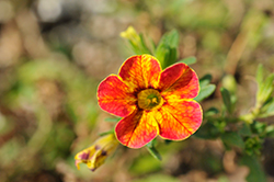 Firewalker Calibrachoa (Calibrachoa 'Wescafiw') at Lakeshore Garden Centres