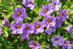 Skywalker Calibrachoa (Calibrachoa 'Wescaskyw') at Lakeshore Garden Centres