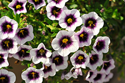 Calitastic Aubergine Star Calibrachoa (Calibrachoa 'Wescacaliaust') at Lakeshore Garden Centres