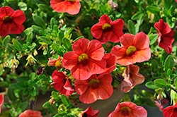 Calitastic Blood Orange Calibrachoa (Calibrachoa 'Wescacalibloor') at Lakeshore Garden Centres