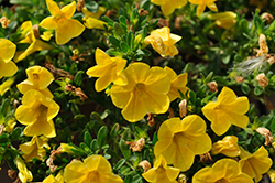 Calitastic Golden Sun Calibrachoa (Calibrachoa 'Wescacaligosu') at Lakeshore Garden Centres