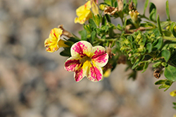 Candy Shop Chocolate Calibrachoa (Calibrachoa 'Wescacascho') at Lakeshore Garden Centres