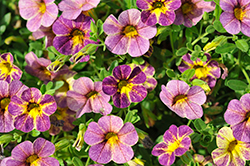 Chameleon Blueberry Pie Calibrachoa (Calibrachoa 'Wescachamblapie') at Lakeshore Garden Centres