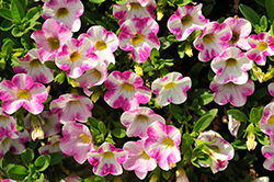 Chameleon Milky Pink Calibrachoa (Calibrachoa 'Chameleon Milky Pink') at Lakeshore Garden Centres