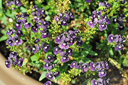 Escential Blackberry Nemesia (Nemesia 'Escential Blackberry') at Lakeshore Garden Centres