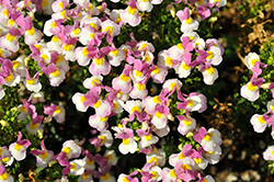 Escential Pinkberry Nemesia (Nemesia 'Escential Pinkberry') at Lakeshore Garden Centres