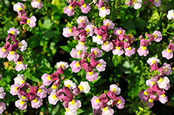 Escential Strawberry Nemesia (Nemesia 'Escential Strawberry') at Lakeshore Garden Centres