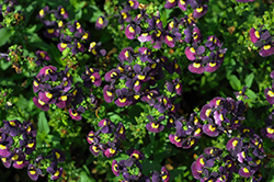 Escential Sugarberry Nemesia (Nemesia 'Escential Sugarberry') at Lakeshore Garden Centres