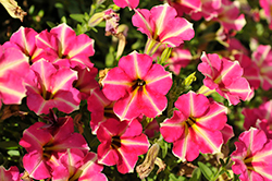 Crazytunia Amarena Cream Petunia (Petunia 'Crazytunia Amarena Cream') at Lakeshore Garden Centres