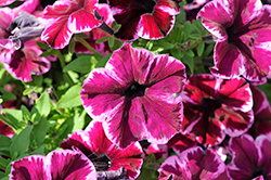 Crazytunia Cosmic Pink Petunia (Petunia 'Crazytunia Cosmic Pink') at Lakeshore Garden Centres