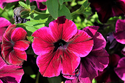 Crazytunia Cosmic Purple Petunia (Petunia 'Crazytunia Cosmic Purple') at Lakeshore Garden Centres