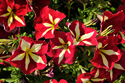 Crazytunia Frisky Red Petunia (Petunia 'Crazytunia Frisky Red') at Lakeshore Garden Centres
