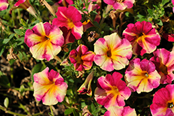 Crazytunia Peach Bellini Petunia (Petunia 'Crazytunia Peach Bellini') at Lakeshore Garden Centres