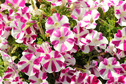 Crazytunia Pinkadelic Petunia (Petunia 'Wespecrapilic') at Lakeshore Garden Centres
