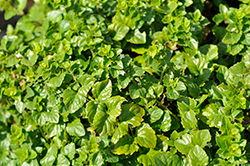 Indian Mint (Satureja douglasii 'Indian Mint') at Lakeshore Garden Centres