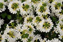Scalora Pearl Fan Flower (Scaevola aemula 'Wesscaepe') at Lakeshore Garden Centres