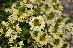 Scalora Suntastic Fan Flower (Scaevola aemula 'Wesscaesuni') at Lakeshore Garden Centres