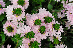 Scalora Topaz Pink Fan Flower (Scaevola aemula 'Wesscaetopi') at Lakeshore Garden Centres