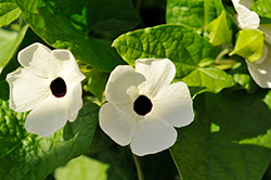 TowerPower White Black-Eyed Susan (Thunbergia alata 'TowerPower White') at Lakeshore Garden Centres