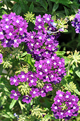 Estrella Imperial Blue Verbena (Verbena 'Estrella Imperial') at Lakeshore Garden Centres