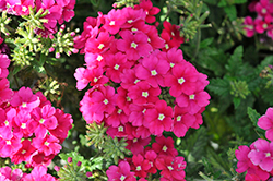 Estrella Magenta Verbena (Verbena 'Estrella Magenta') at Lakeshore Garden Centres