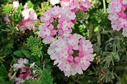 Hurricane Fuchsia Verbena (Verbena 'Hurricane Fuchsia') at Lakeshore Garden Centres