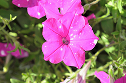 Splash Dance Purple Polka Petunia (Petunia 'Splash Dance Purple Polka') at Lakeshore Garden Centres