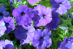 Splash Dance Bolero Blue Petunia (Petunia 'Splash Dance Bolero Blue') at Lakeshore Garden Centres