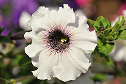 Superbissima Nana Alba Petunia (Petunia 'Superbissima Nana Alba') at Lakeshore Garden Centres