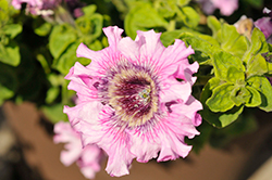 Superbissima Nana Cernys Triumph Petunia (Petunia 'Superbissima Nana Cernys Triumph') at Lakeshore Garden Centres