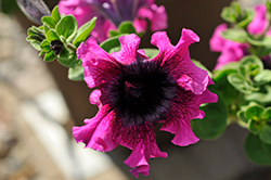 Superbissima Nana Wine Red Petunia (Petunia 'Superbissima Nana Wine Red') at Lakeshore Garden Centres