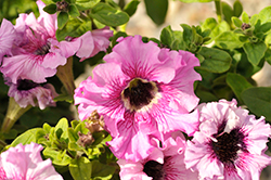 Superbissima Nana Rosea Petunia (Petunia 'Superbissima Nana Rosea') at Lakeshore Garden Centres