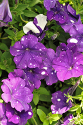 Surprise Sparkle Blue Petunia (Petunia 'Surprise Sparkle Blue') at Lakeshore Garden Centres