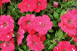 Surprise Sparkle Red Petunia (Petunia 'Surprise Sparkle Red') at Lakeshore Garden Centres