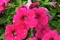 Surprise Sparkle Magenta Petunia (Petunia 'Surprise Sparkle Magenta') at Lakeshore Garden Centres