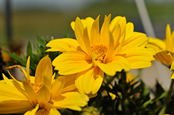 Sun Drop Double Yellow Bidens (Bidens ferulifolia 'Balbisdel') at Lakeshore Garden Centres