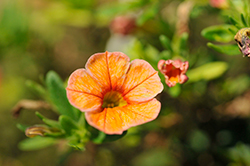 Cha-Cha Tangerine Calibrachoa (Calibrachoa 'Balchatang') at Lakeshore Garden Centres