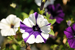 Shock Wave Purple Tie Dye Petunia (Petunia 'Shock Wave Purple Tie Dye') at Lakeshore Garden Centres