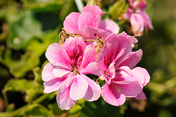 Royal Pink ice Ivy Leaf Geranium (Pelargonium peltatum 'KLEPP20294') at Lakeshore Garden Centres