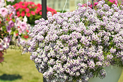 Lucia Lavender Sweet Alyssum (Lobularia 'Lucia Lavender') at Lakeshore Garden Centres