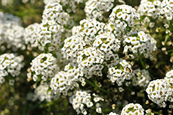 Lucia White Sweet Alyssum (Lobularia 'Lucia White') at Lakeshore Garden Centres