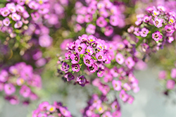 Lucia Purple Sweet Alyssum (Lobularia 'Lucia Purple') at Lakeshore Garden Centres