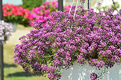 Lucia Purple Sweet Alyssum (Lobularia 'Lucia Purple') at Lakeshore Garden Centres
