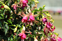 Jollies Petit Trailing Rodez Fuchsia (Fuchsia 'Jollies Petit Trailing Rodez') at Lakeshore Garden Centres