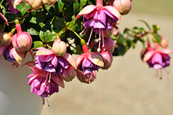 Jollies Trailing Colmar Fuchsia (Fuchsia 'Jollies Trailing Colmar') at Lakeshore Garden Centres