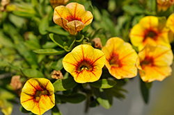 Colibri Mellow Yellow Calibrachoa (Calibrachoa 'Colibri Mellow Yellow') at Lakeshore Garden Centres