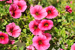 Colibri Malibu Pink Calibrachoa (Calibrachoa 'Colibri Malibu Pink') at Lakeshore Garden Centres