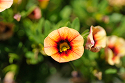 Eyeconic Compact Sunset Calibrachoa (Calibrachoa 'Eyeconic Sunset') at Lakeshore Garden Centres